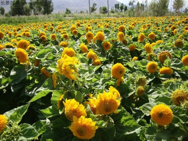 矮向日葵種子發(fā)芽出苗開花圖片 矮向日葵種子發(fā)芽出苗開花圖片