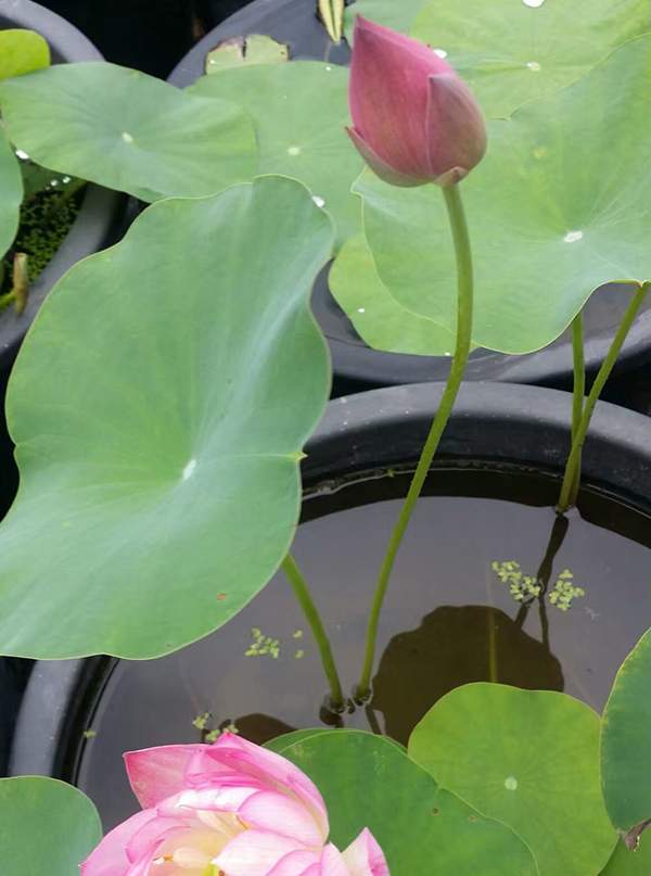 荷花種植基地實拍優質品種類盆栽