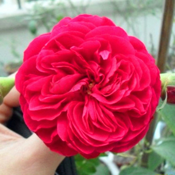 長景園林紅色達芬奇照片