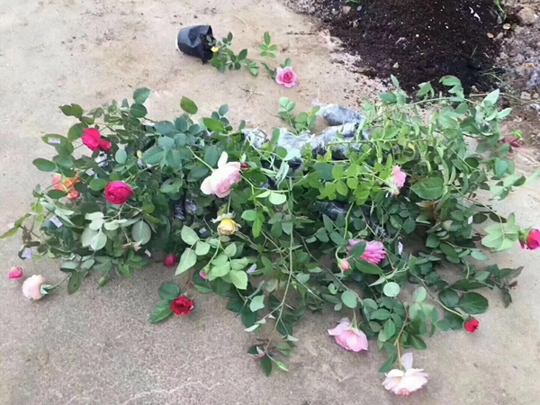 長景園林歐月基地