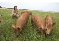 養(yǎng)殖牧草實(shí)景圖