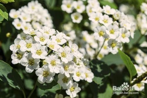 繡線菊怎么養(yǎng)護(hù)最合適呢？