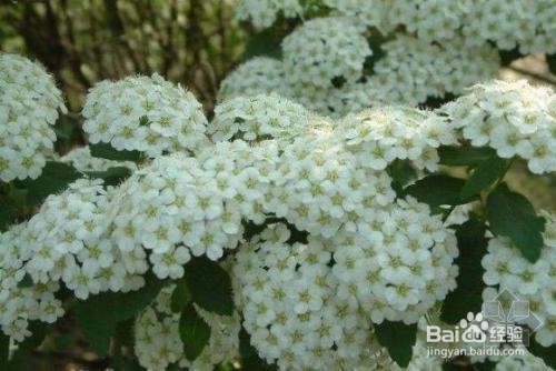 繡線菊怎么養(yǎng)護(hù)最合適呢？