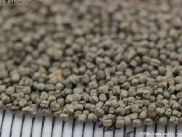 矮雪輪種子 矮雪輪種子