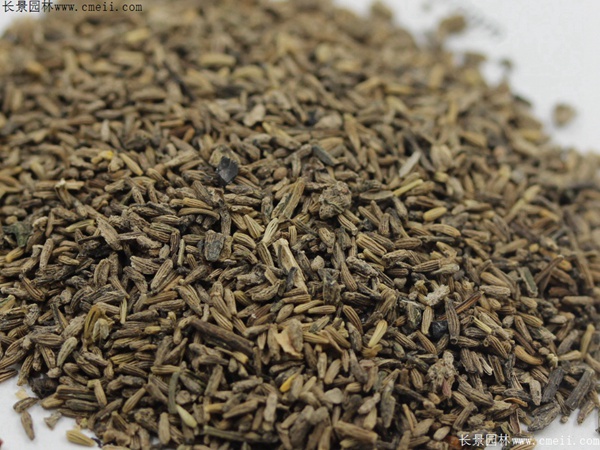 白晶菊種子 白晶菊種子