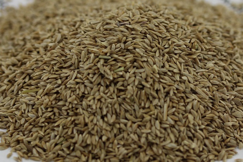 帶殼狗牙根種子 帶殼狗牙根種子