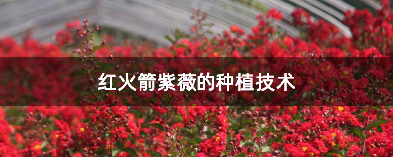 紅火箭紫薇的種植技術(shù)