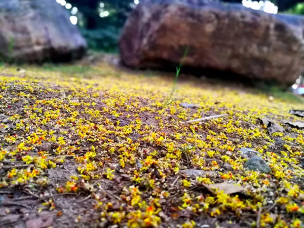 欒樹(shù)開(kāi)敗的花