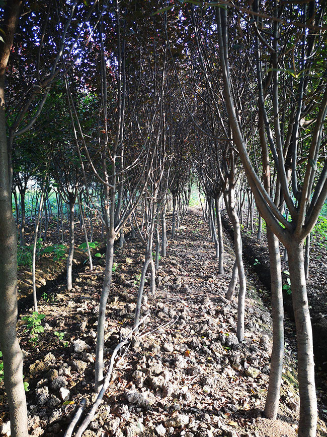 紅葉李樹苗多少錢一棵?2020年紅葉李樹苗價格最新價格