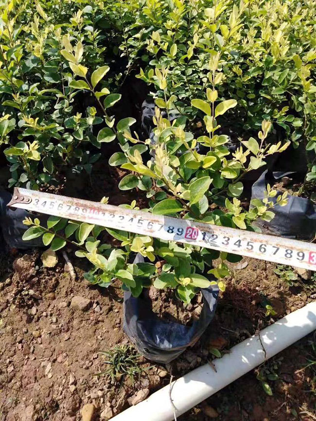 紅葉石楠球如何種植?紅葉石楠球種植技術及注意事項