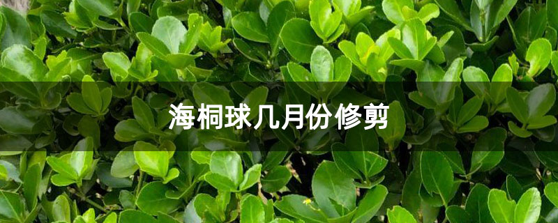 海桐球幾月份修剪