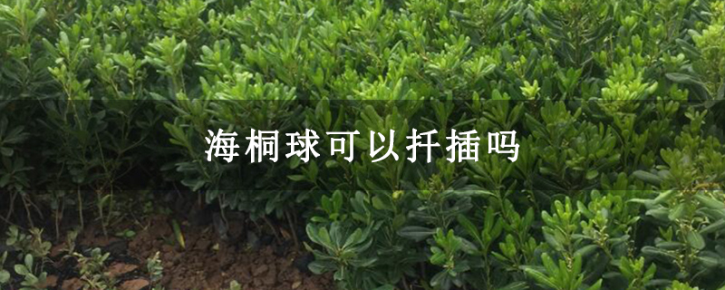 海桐球可以扦插嗎