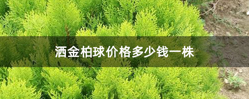 灑金柏球價(jià)格多少錢一株