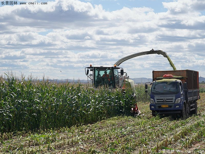 高產(chǎn)青貯牧草大麥機器收割存儲
