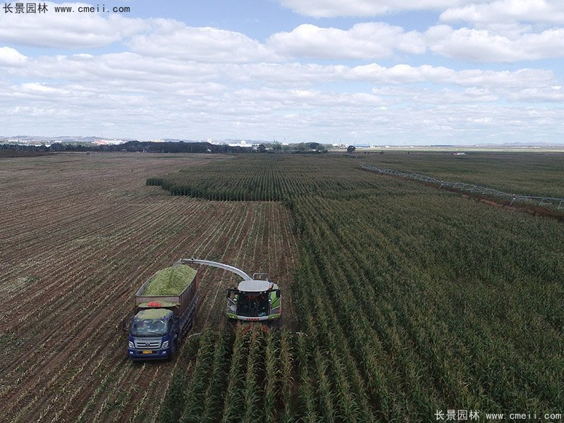 高產(chǎn)青貯牧草大麥豐收機械化收割