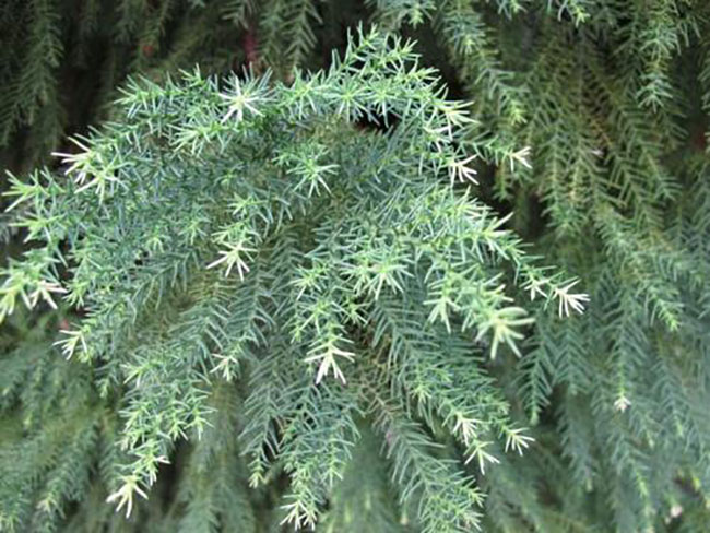 日本柳杉如何種植?日本柳杉栽培技術