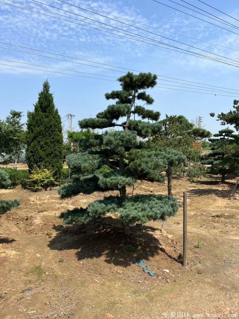 造型五針?biāo)? width= 造型五針?biāo)?/></p><p style=