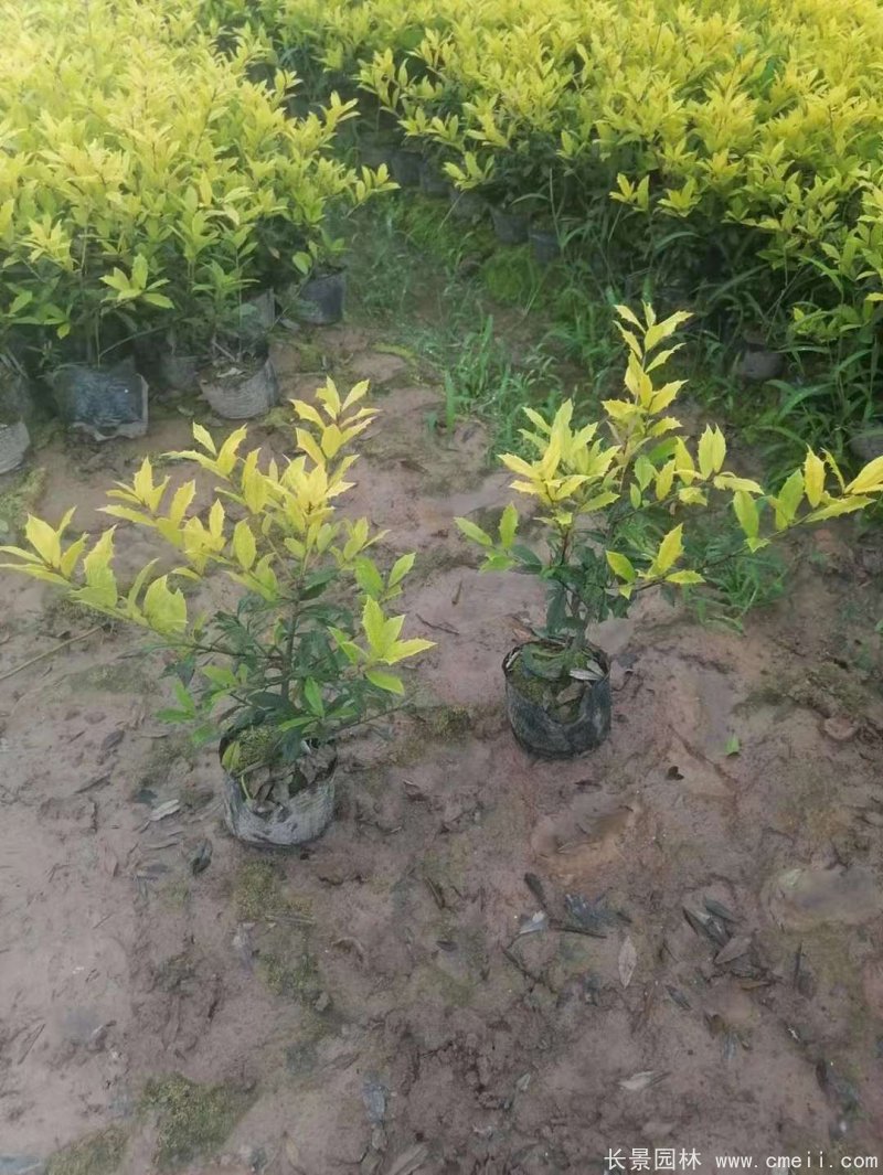 黃金枸骨 黃金枸骨