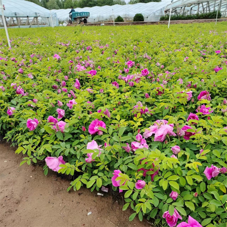 四季玫瑰苗 四季玫瑰苗