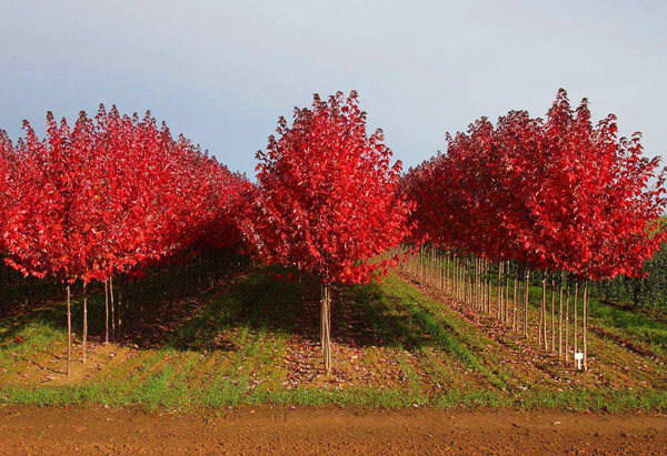 紅楓樹(shù)