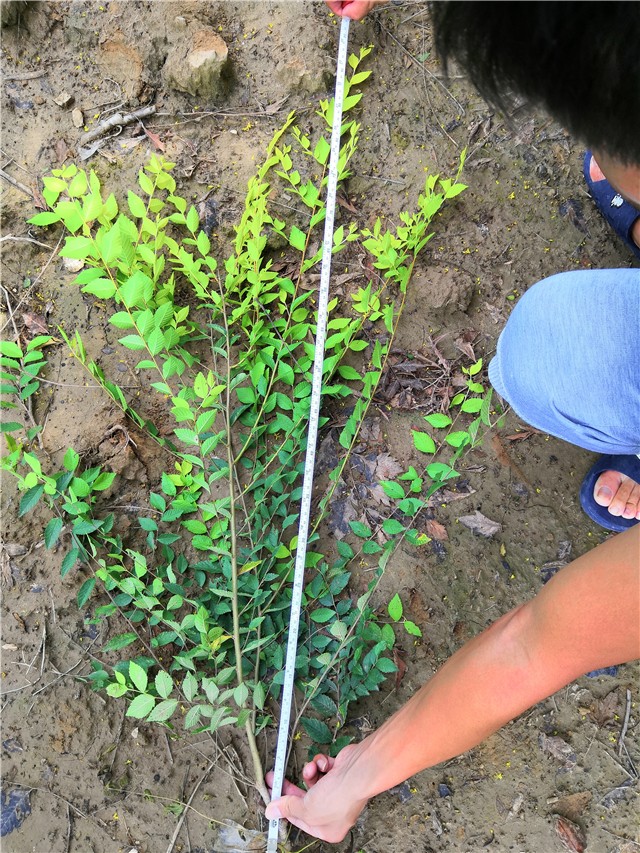 金葉榆籬種植基地實拍圖片