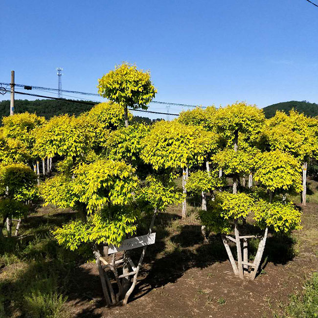 金葉榆球怎么修剪?金葉榆球型修剪方法