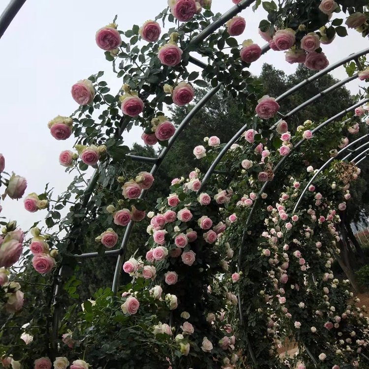 月季拱門 來(lái)自長(zhǎng)景園林 月季拱門 來(lái)自長(zhǎng)景園林