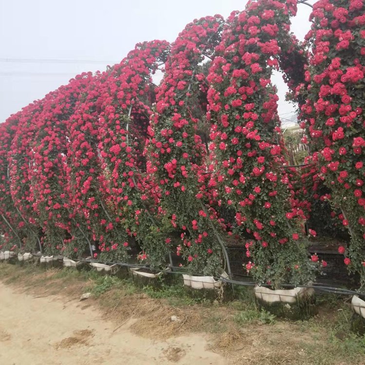 月季拱門 來(lái)自長(zhǎng)景園林 月季拱門 來(lái)自長(zhǎng)景園林